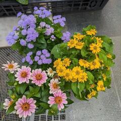 夏のお花セットの画像