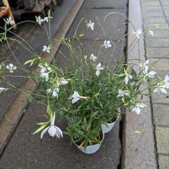 夏のお花セットの画像