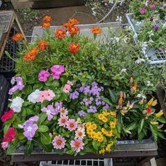 夏のお花セット