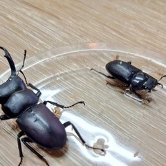 コクワガタ　京都府WD  ペア
