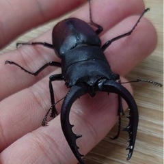 ノコギリクワガタ長歯型　栃木県WD ペア