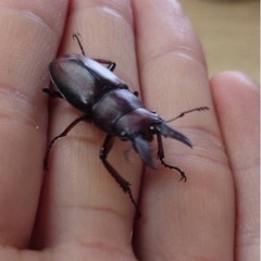 ノコギリクワガタ原歯型　栃木県WD ペア