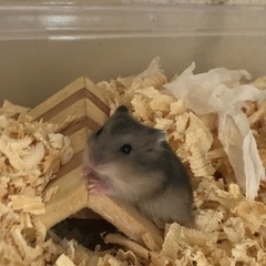 ハムスター　ブルーサファイア