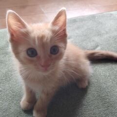 （仮予約中）生後30日位の仔猫お譲りします