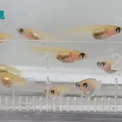 パンダメダカのお子様5匹