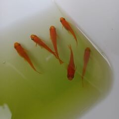 紅帝メダカの画像