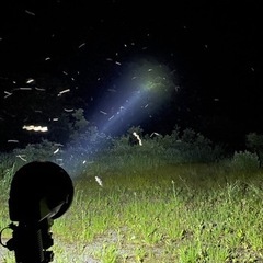 昆虫採集、飼育 クワガタ、カブトムシ、生き物好き仲間募集
