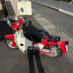 リトルカブの画像