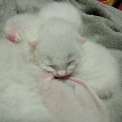 子猫あかちゃん早い方夜か夕方こられるかた優先