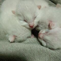 猫、保護した子8月あたりに募集またしますたぶん