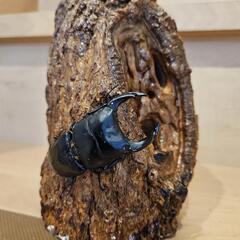 オオクワガタ アブソルート血統です！