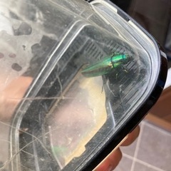 ★タマムシ★絶滅危惧種