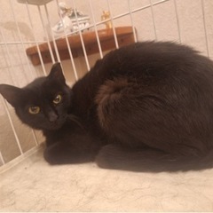 [決定/代理投稿]3歳くらい、黒猫クロコちゃん♀