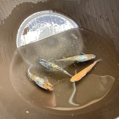 三色メダカ　ラメタイプ　卵２０個の画像