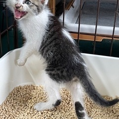 子猫ちゃん - 東海市