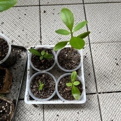 マザーリーフ　苗　3株セットの画像