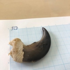 クマの爪大①アクセサリー素材の画像