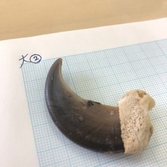 国内最大クラスツキノワグマ爪大②の画像