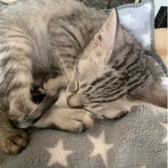 里親様　決まりました。ありがとうございました。 − 北海道