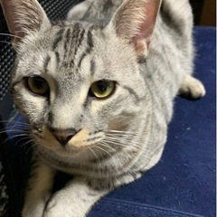 里親様　決まりました。ありがとうございました。 - 苫小牧市