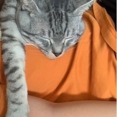 里親様　決まりました。ありがとうございました。 - 猫