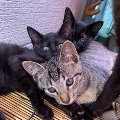 野良猫ちゃんの子供です！（みんな決まりました！）