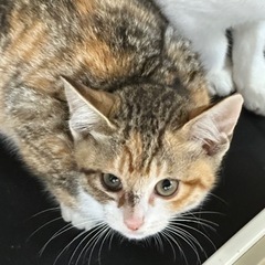 解体予定の民家で保護したサビ猫の女の子 - 姫路市