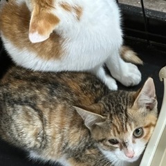 解体予定の民家で保護したサビ猫の女の子 - 里親募集