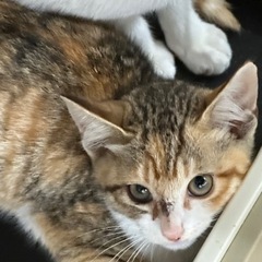 解体予定の民家で保護したサビ猫の女の子 − 兵庫県