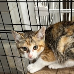 解体予定の民家で保護したサビ猫の女の子
