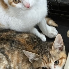 解体予定の民家で保護したサビ猫の女の子 - 猫