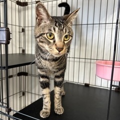 里親募集　3歳オス猫