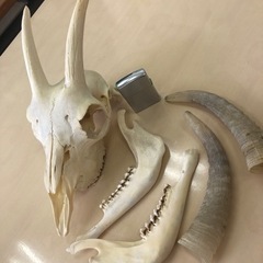 ヤギのスカル