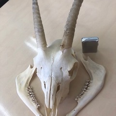 ヤギのスカルの画像