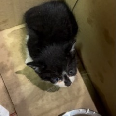 推定2ヶ月 黒白こねこ  里親見つかりました。