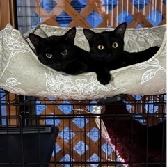 黒猫きょうだい　パピコとピノ