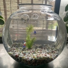 メダカ飼育セット 金魚鉢　水槽 