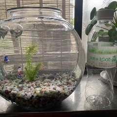 メダカ飼育セット 金魚鉢　水槽 の画像