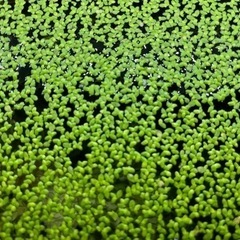 水草 アオウキクサ メダカや熱帯魚の水質浄化用 アンモニア対策用の画像