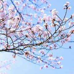 詩吟吟詠🌈着物着付ヘアセット✨メイク✨出張可能👘ホテル、ご自宅まで✨ - 広島市