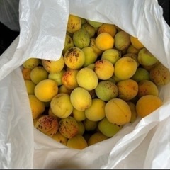 梅　行き先決まりました　食品