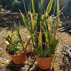 差し上げます。植木鉢の画像