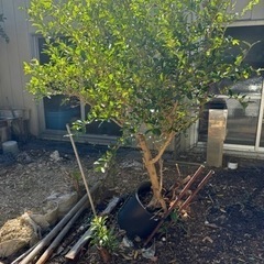 差し上げます。植木鉢の画像