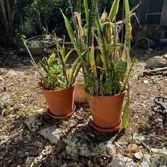 差し上げます。植木鉢の画像