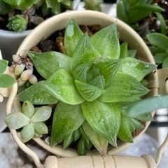 多肉植物