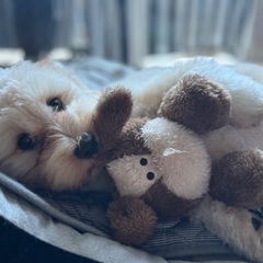犬友募集です🐶(女性限定)