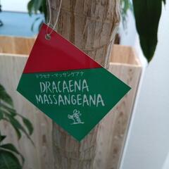 お取り引き中　観葉植物ドラセナの画像