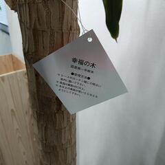 お取り引き中　観葉植物ドラセナの画像