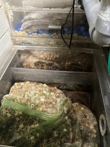 大型水槽用濾過層