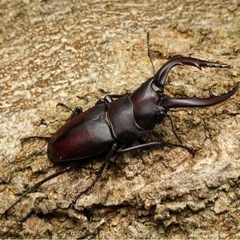 ノコギリクワガタ  ♂♀ペア　フリーサイズ